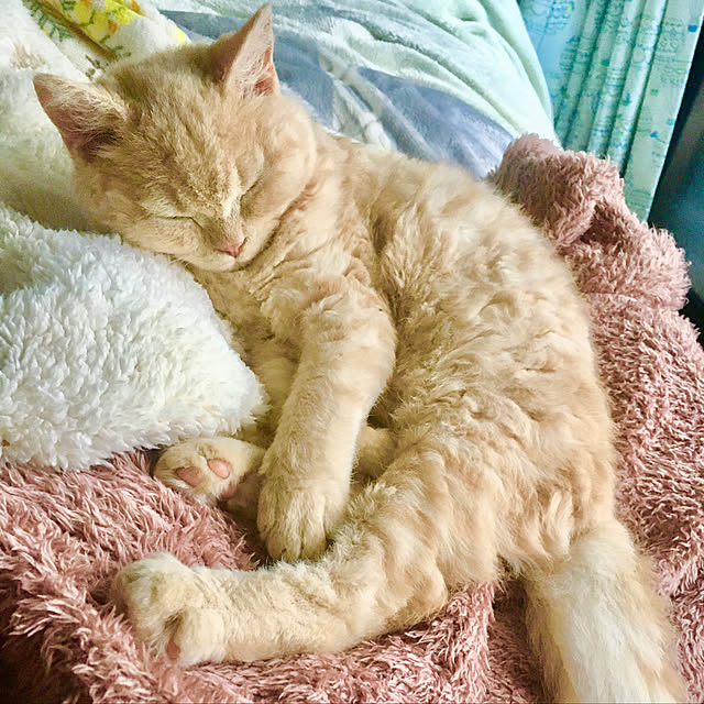 naokoさんの実例写真