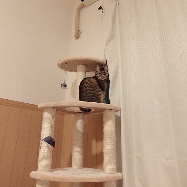 sb_ymhさんの実例写真