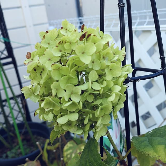 Bienvenueさんの実例写真