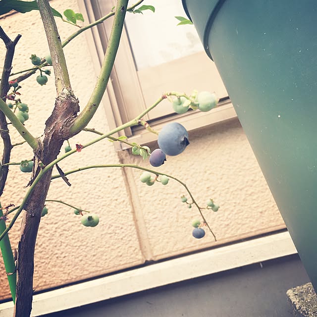 lockさんの実例写真