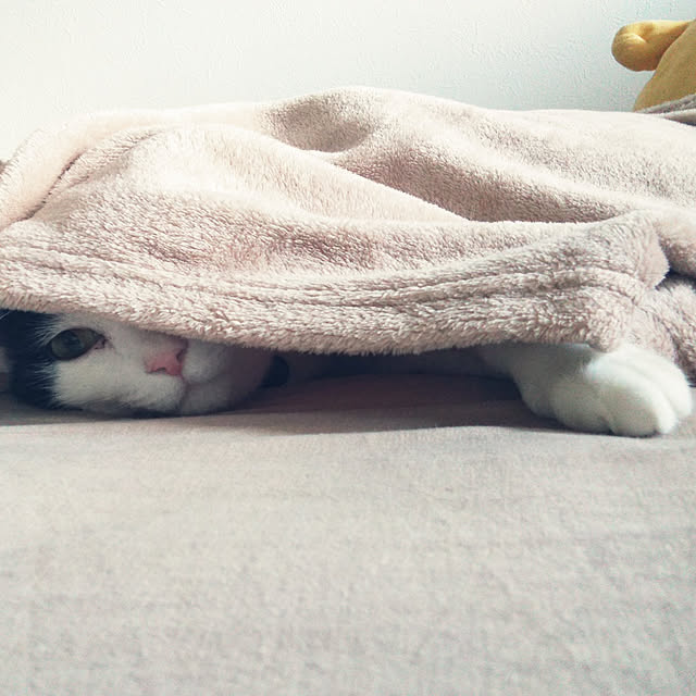 futukoさんの実例写真