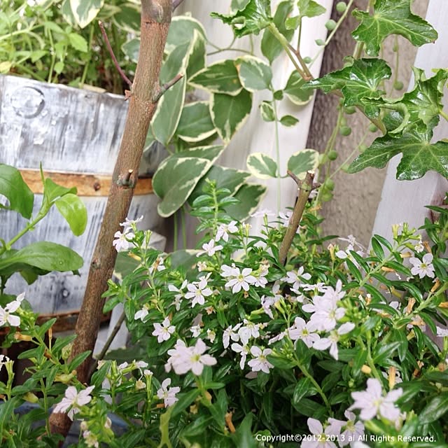 ai.さんの実例写真
