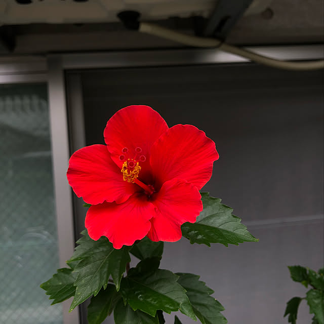 Taroさんの実例写真