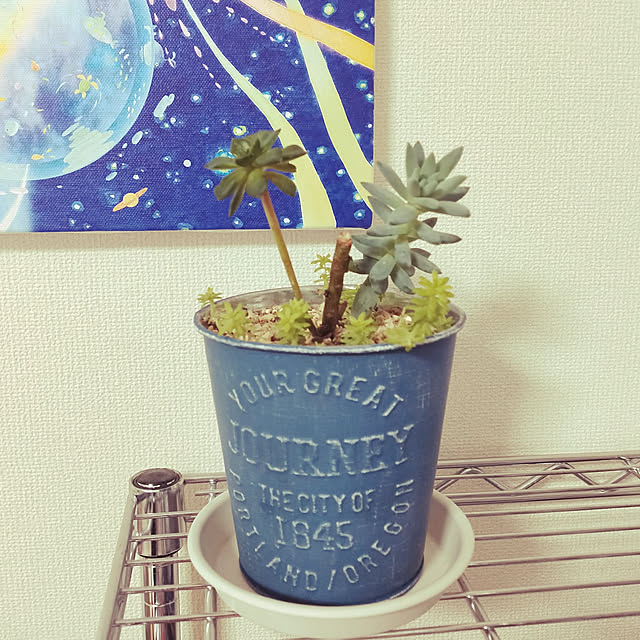 ajisai_chanさんの実例写真