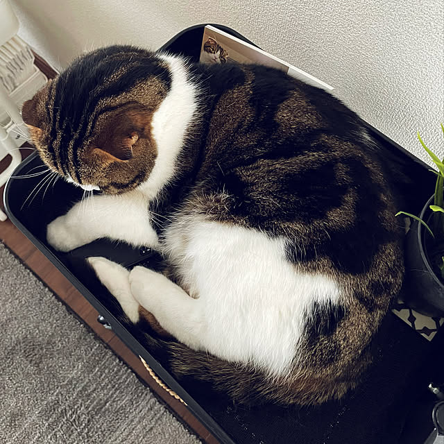 tansukeさんの部屋