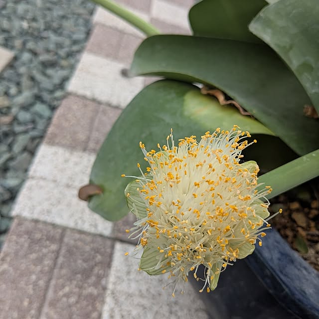 machikomamaさんの部屋