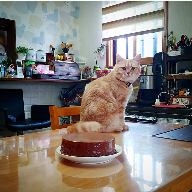 机/ねこのいる日常/猫カフェ風/１００均diy/猫と暮らす...などのインテリア実例 - 2021-10-09 09:18:00