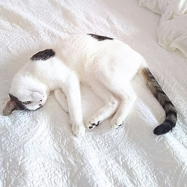 sakuraさんの実例写真
