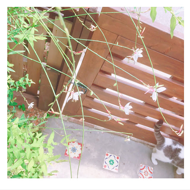 mintcatさんの実例写真