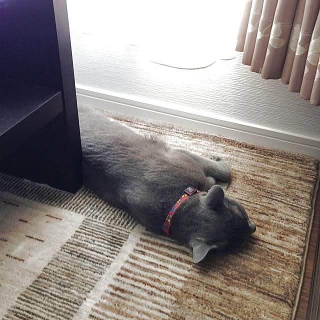 toshiさんの実例写真