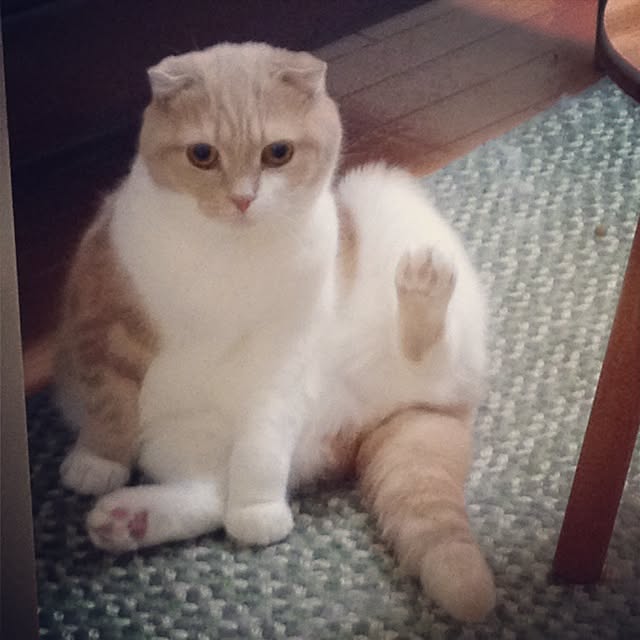 runtenさんの実例写真