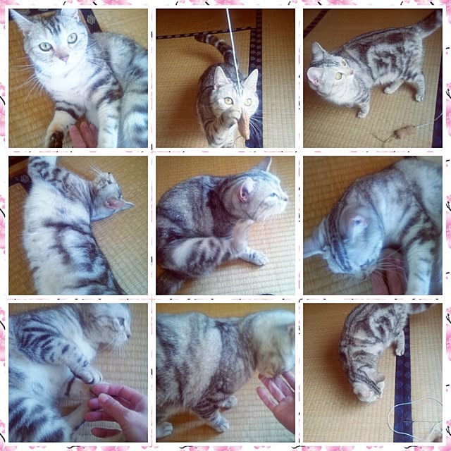 LittleMyさんの実例写真