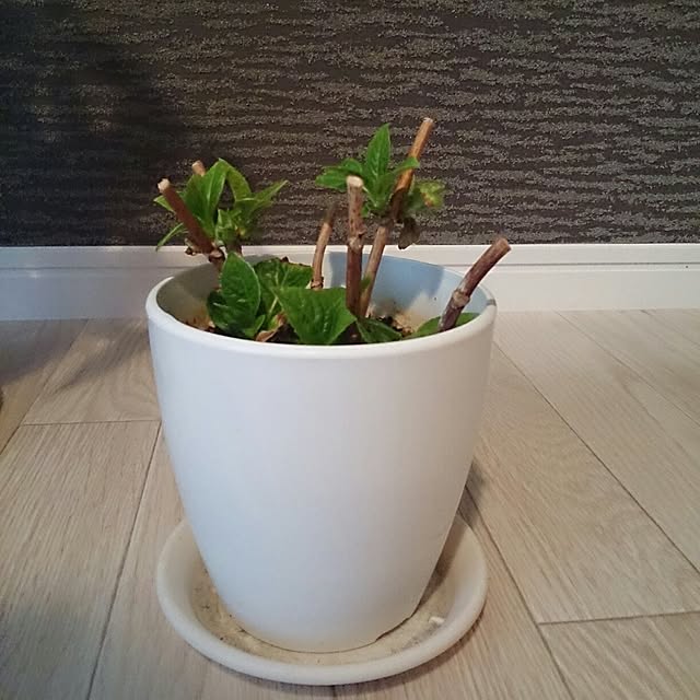 nanaさんの実例写真
