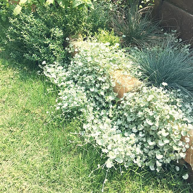 NORIさんの実例写真