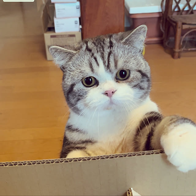 hhomeさんの実例写真