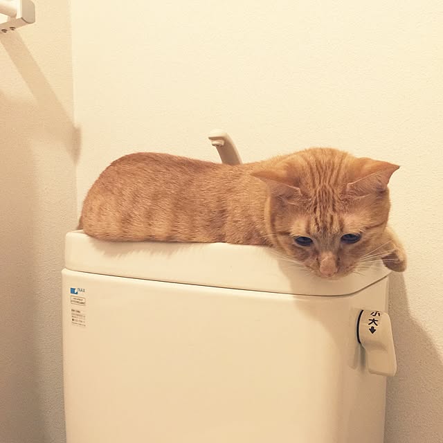 qo_op4649さんの実例写真