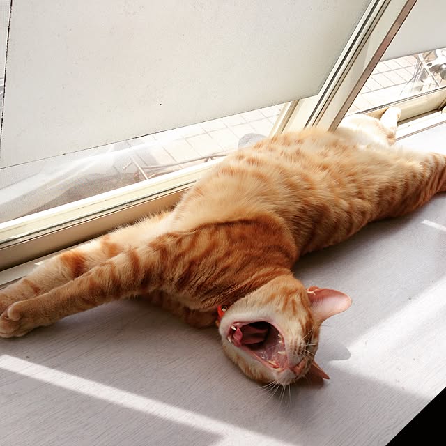 su-chanさんの実例写真