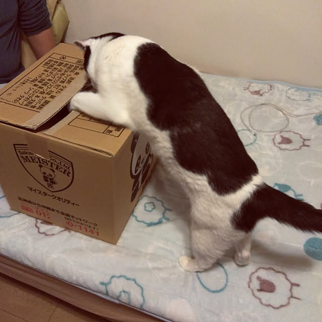 futukoさんの実例写真