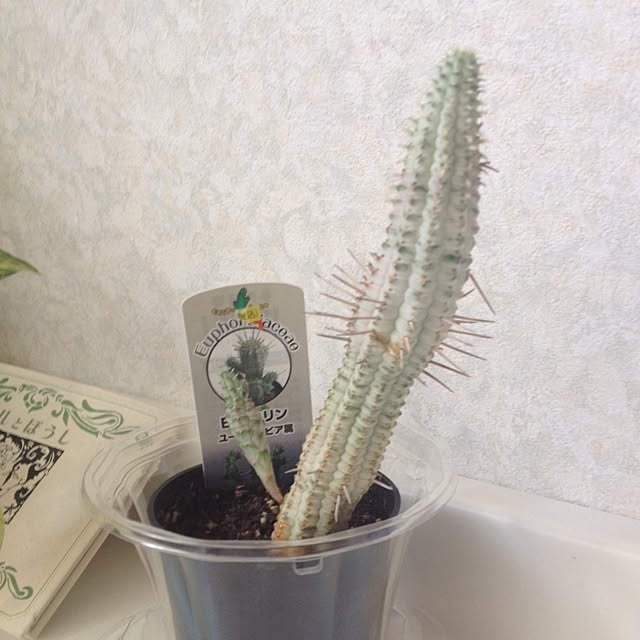 nakachanさんの実例写真