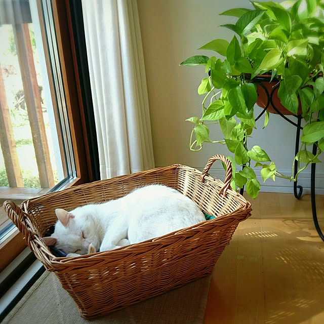 mimiさんの実例写真