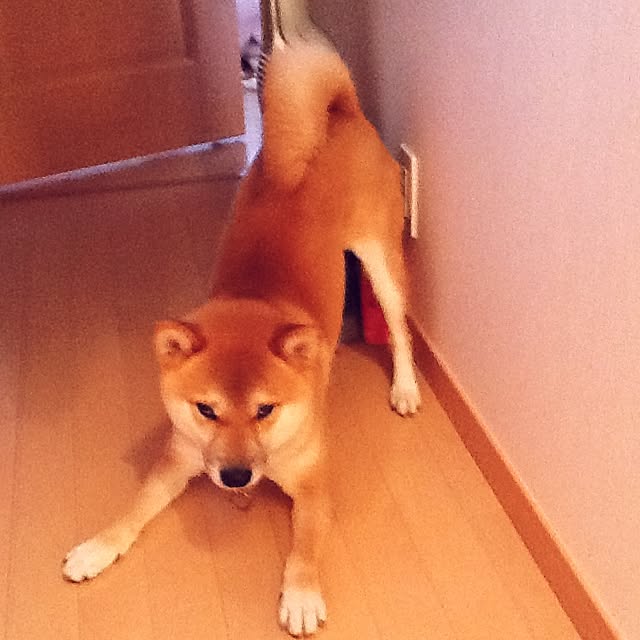 kotaさんの実例写真