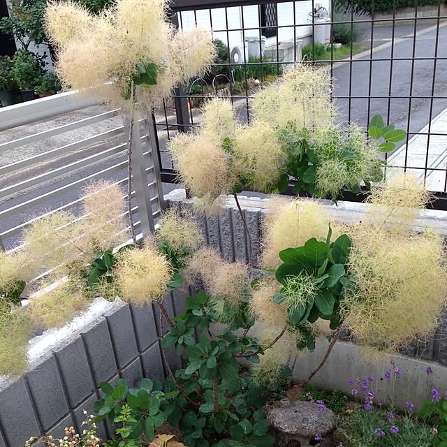 rumirumi313さんの実例写真