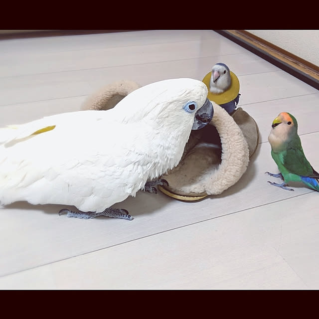 aromameさんの実例写真