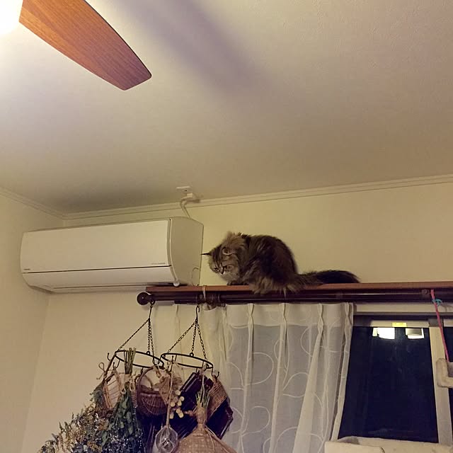 butachanさんの実例写真