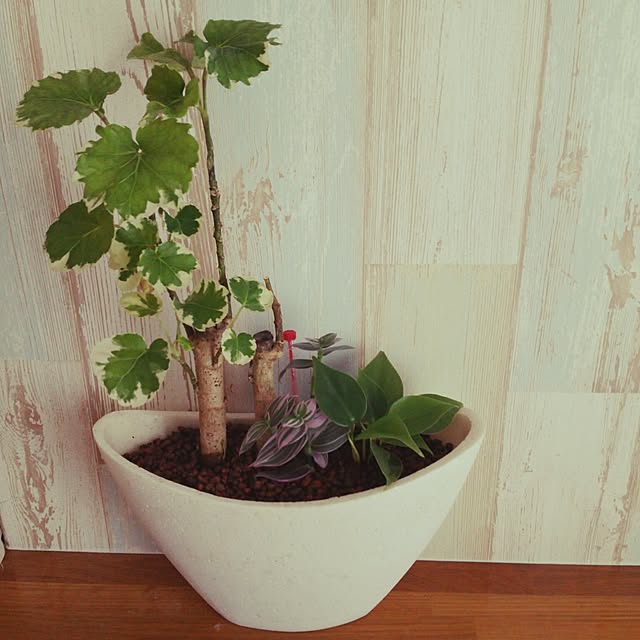 観葉植物/寄せうえ/グリーンのある暮らし/棚のインテリア実例 - 2016-07-30 15:45:31