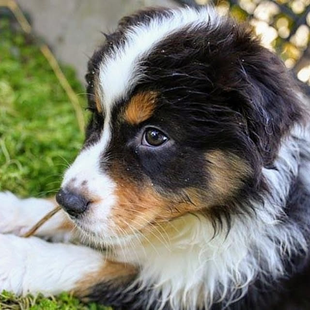玄関/入り口/庭/オーストラリアンシェパード/子犬/犬多頭飼い...などのインテリア実例 - 2020-08-13 09:26:15