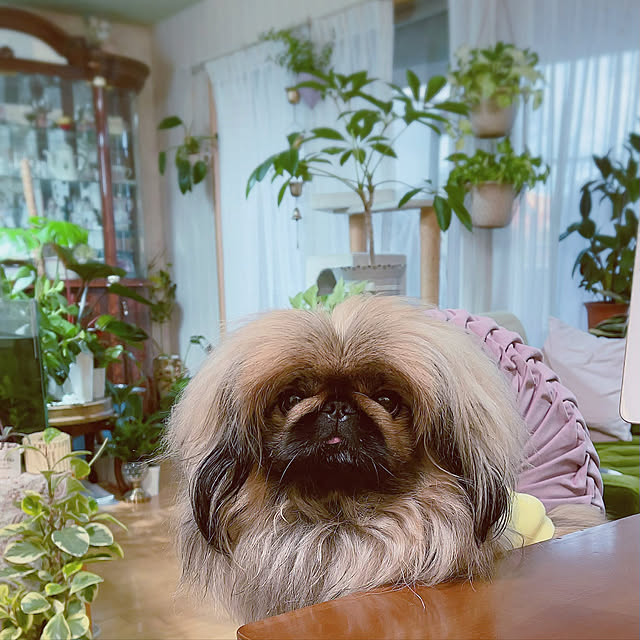 Nylさんの実例写真