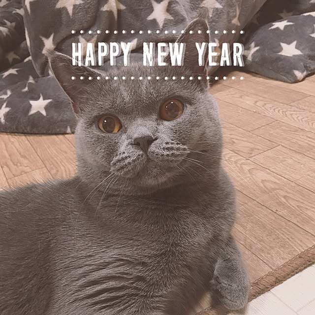 CATさんの実例写真