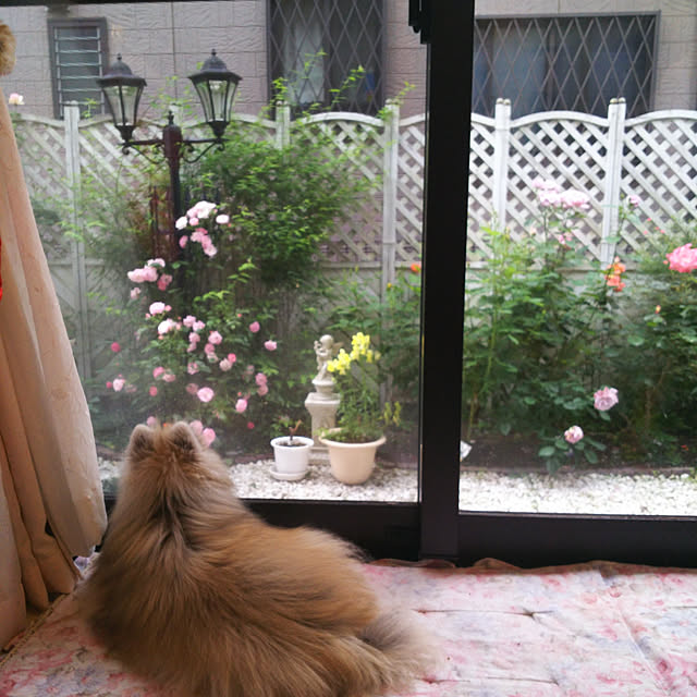 yuuandkoroさんの実例写真