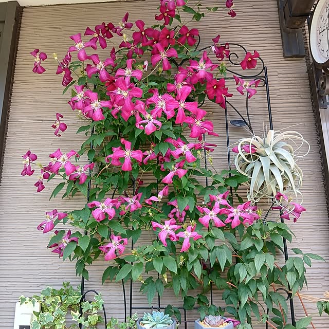oxoさんの部屋