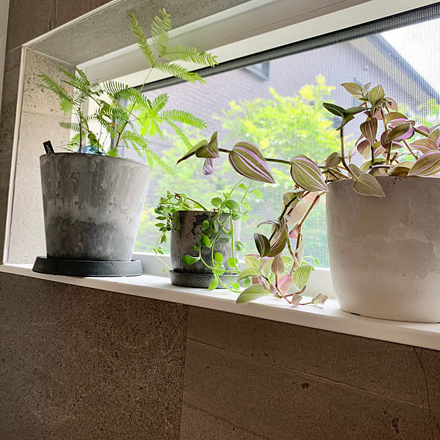 Minteaさんの部屋