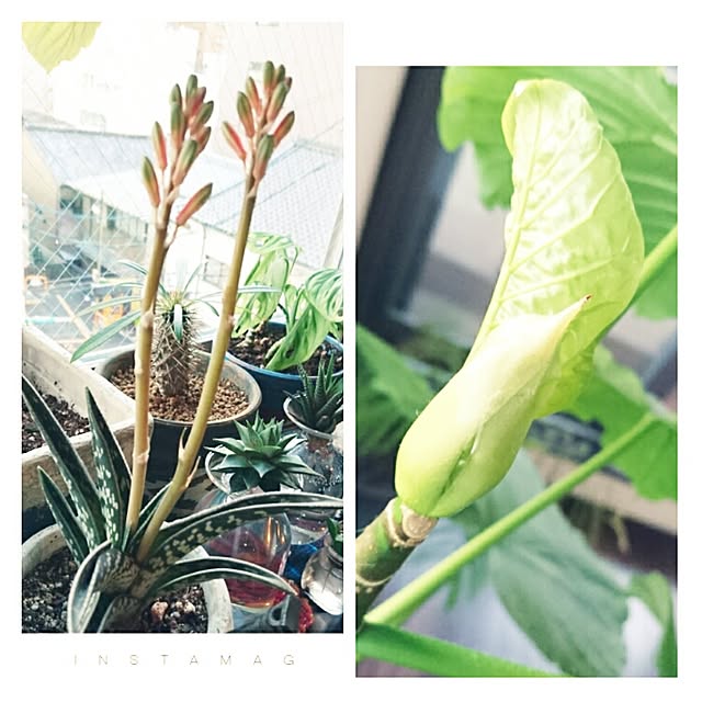 cocosorasakuさんの実例写真