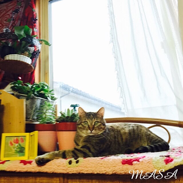 MASAさんの実例写真