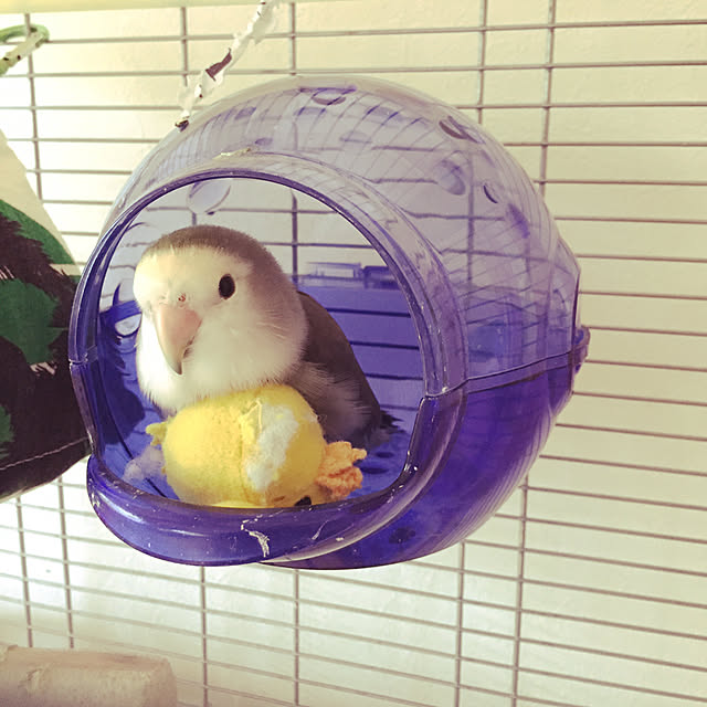 kaotanさんの実例写真