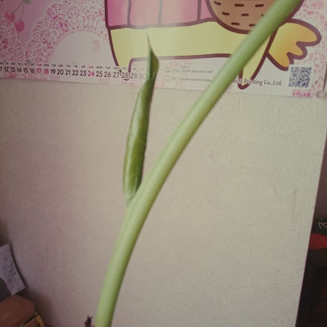 lilyさんの実例写真