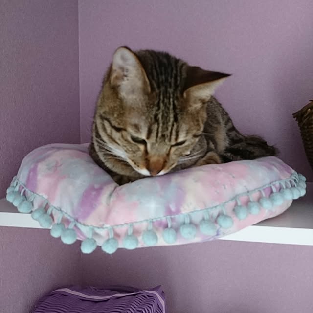 poniさんの実例写真