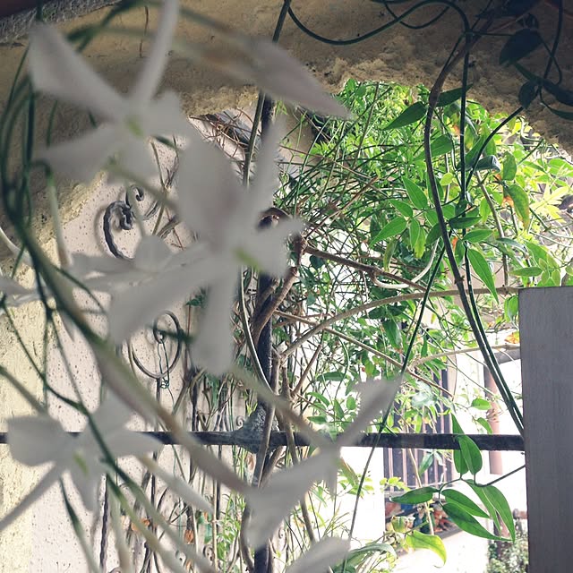 popoさんの実例写真