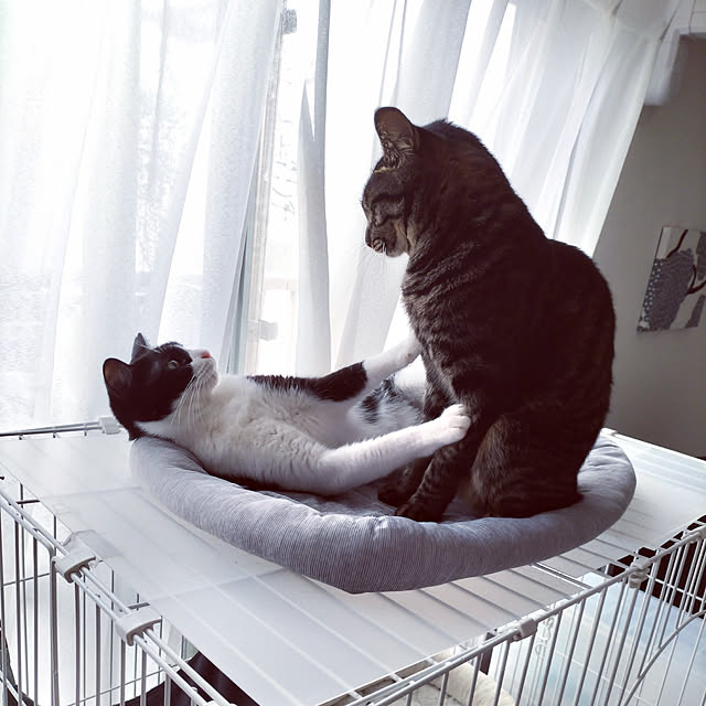 hihaさんの実例写真