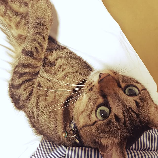 neopipeさんの実例写真