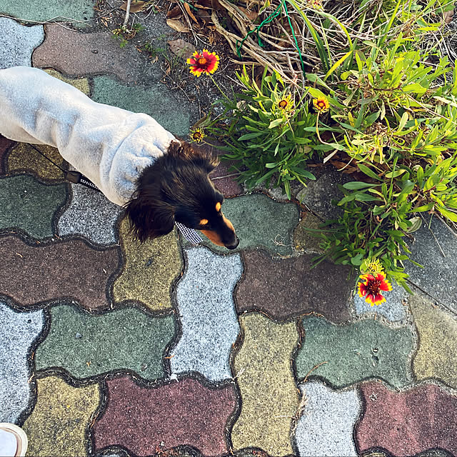 uninekoさんの実例写真