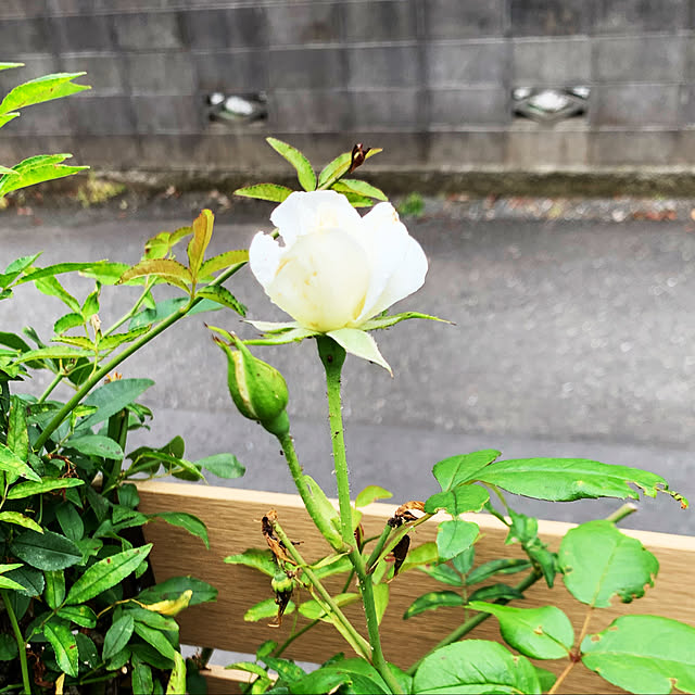 KYONさんの実例写真