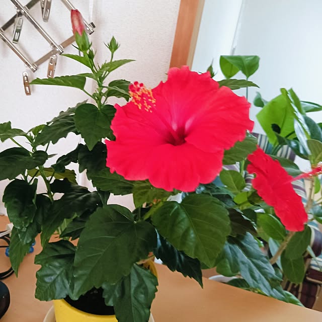 hanachanさんの実例写真