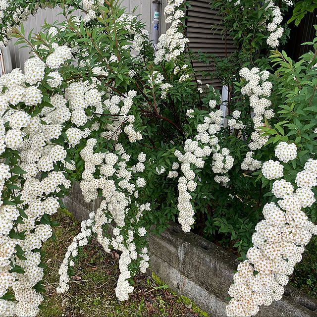 sugichanさんの実例写真