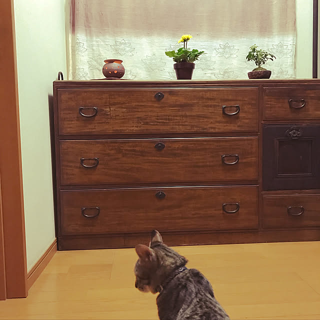 mikan161さんの実例写真