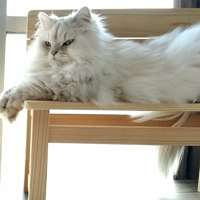 hakutomoroさんの部屋
