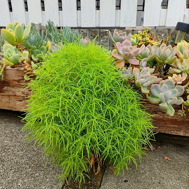 VERANDARJUNさんの実例写真